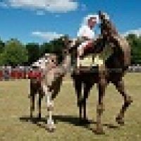 presentation de dromadaires VERVINS